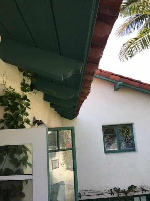 Close-up view of a green overhang and part of a building with a window and climbing plants.